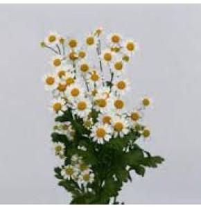 ΤΑΝΑΚΕΤΟΥΜ ΧΑΜΟΜΗΛΙ  TANACETUM  SINGE-VEGMO
